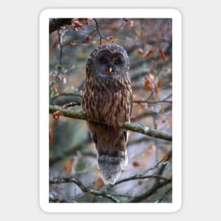 Ural owl perched on a branch Sticker